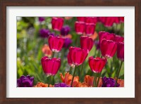 Bright Spring Tulips 1 Fine Art Print