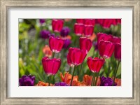 Bright Spring Tulips 1 Fine Art Print
