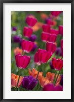 Bright Spring Tulips 2 Fine Art Print