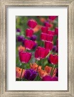 Bright Spring Tulips 2 Fine Art Print