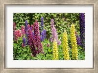 Colorful Lupines Fine Art Print