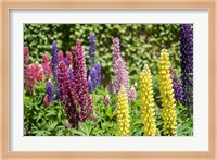 Colorful Lupines Fine Art Print