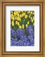 Hyacinth And Yellow Tulips In Garden, Las Vegas Fine Art Print