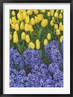 Hyacinth And Yellow Tulips In Garden, Las Vegas Fine Art Print