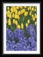 Hyacinth And Yellow Tulips In Garden, Las Vegas Fine Art Print