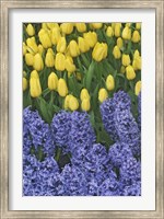 Hyacinth And Yellow Tulips In Garden, Las Vegas Fine Art Print