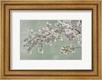 Cherry Tree Blossoms In Spring, Seabeck, Washington State Fine Art Print