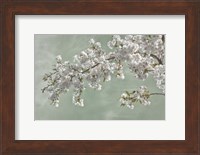 Cherry Tree Blossoms In Spring, Seabeck, Washington State Fine Art Print