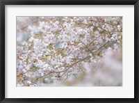 Cherry Tree Blossoms, Seabeck, Washington State Fine Art Print