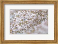 Cherry Tree Blossoms, Seabeck, Washington State Fine Art Print