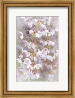 Cherry Tree Blossoms Close-Up, Seabeck, Washington State Fine Art Print