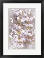 Cherry Tree Blossoms Close-Up, Seabeck, Washington State Fine Art Print
