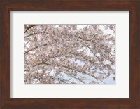Cherry Tree Blossoms, Washington State Fine Art Print