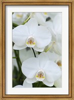 White Orchid Blooms Fine Art Print