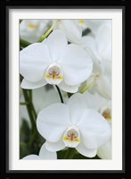 White Orchid Blooms Fine Art Print