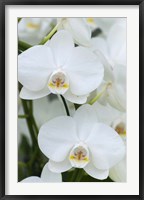 White Orchid Blooms Fine Art Print