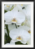 White Orchid Blooms Fine Art Print