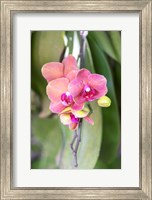 Orchid, USA Fine Art Print