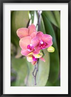 Orchid, USA Fine Art Print