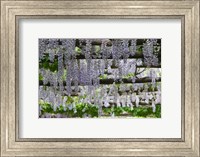 Spring Blossoms, Capri, Campania, Italy Fine Art Print