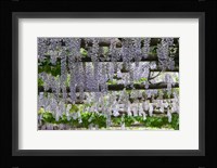 Spring Blossoms, Capri, Campania, Italy Fine Art Print