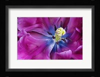 Tulip Closeup, Keukenhof Gardens, Lisse, Netherlands, Holland Fine Art Print