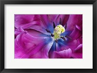 Tulip Closeup, Keukenhof Gardens, Lisse, Netherlands, Holland Fine Art Print