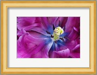 Tulip Closeup, Keukenhof Gardens, Lisse, Netherlands, Holland Fine Art Print