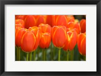 Keukenhof Gardens, Netherlands Fine Art Print