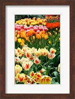 Keukenhof Gardens, Lisse, Netherlands Fine Art Print