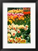 Keukenhof Gardens, Lisse, Netherlands Fine Art Print
