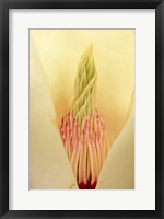 Closeup of Yulan Magnolia blossom Fine Art Print