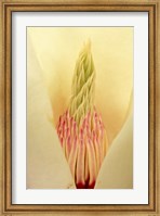 Closeup of Yulan Magnolia blossom Fine Art Print