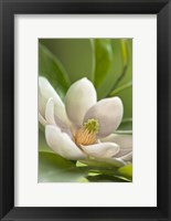 Magnolia Tree Flower Blossom Fine Art Print