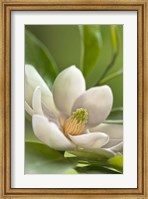 Magnolia Tree Flower Blossom Fine Art Print