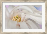 Detail of star magnolia flower Fine Art Print