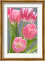 Pink Tulips Fine Art Print