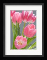 Pink Tulips Fine Art Print