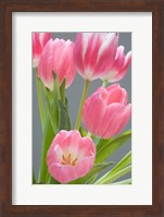 Pink Tulips Fine Art Print