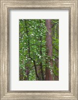 Flowering dogwood tree Yosemite NP, CA Fine Art Print