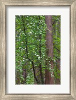 Flowering dogwood tree Yosemite NP, CA Fine Art Print