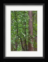 Flowering dogwood tree Yosemite NP, CA Fine Art Print