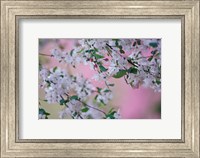 Weeping Cherry Tree Blossoms, Louisville, Kentucky Fine Art Print