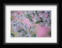 Weeping Cherry Tree Blossoms, Louisville, Kentucky Fine Art Print