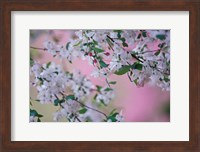 Weeping Cherry Tree Blossoms, Louisville, Kentucky Fine Art Print