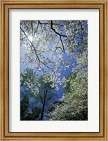 White Flowering Dogwood Trees in Bloom, Kentucky Fine Art Print
