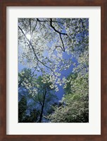 White Flowering Dogwood Trees in Bloom, Kentucky Fine Art Print