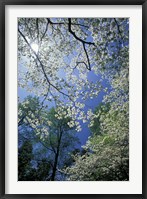 White Flowering Dogwood Trees in Bloom, Kentucky Framed Print