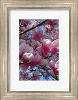 Pink Magnolia Blossoms and Cross on Church Steeple, Reading, Massachusetts Fine Art Print
