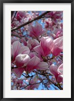 Pink Magnolia Blossoms and Cross on Church Steeple, Reading, Massachusetts Fine Art Print